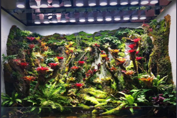 生态热带雨林缸定制