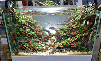 鱼缸造景案例