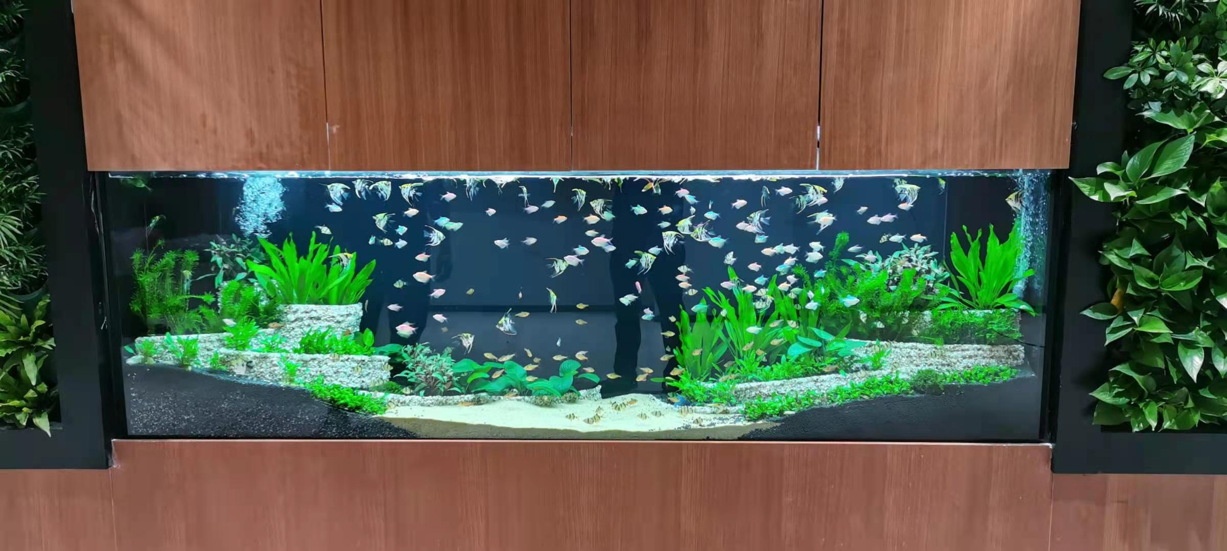 学校水鱼缸定制