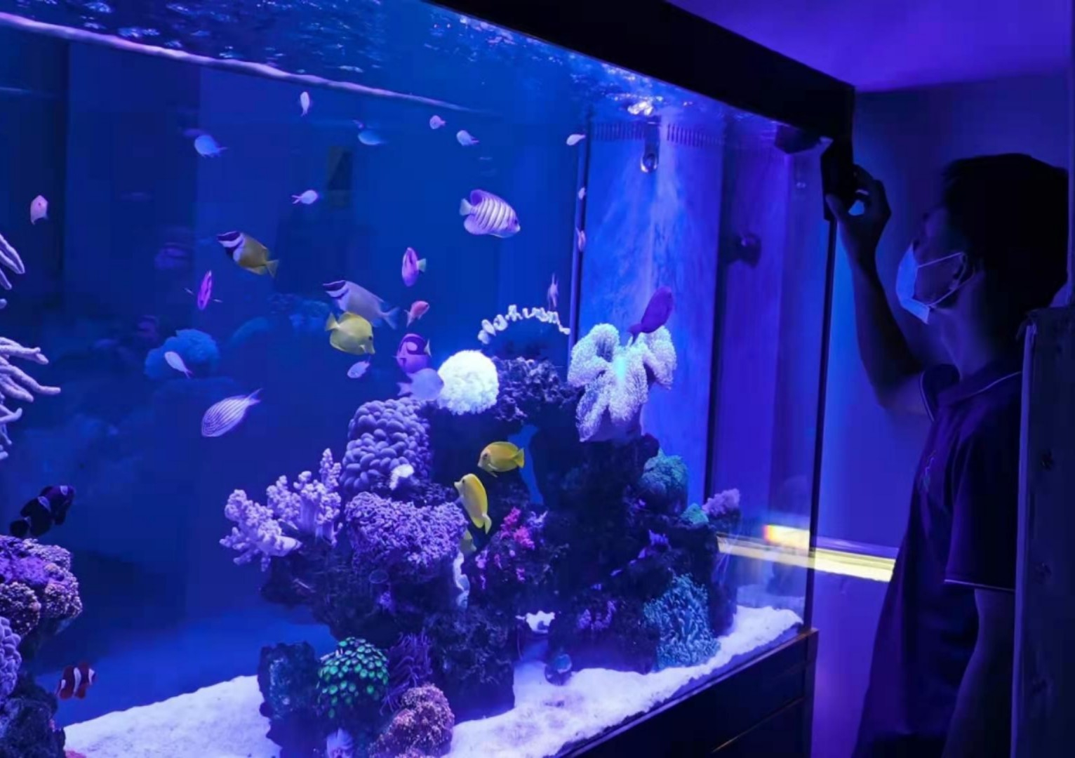 定制海水鱼缸上门清洗服务