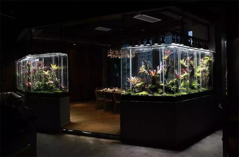 生态热带雨林缸定制