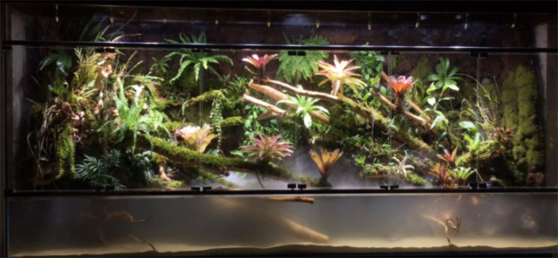 生态热带雨林缸定制