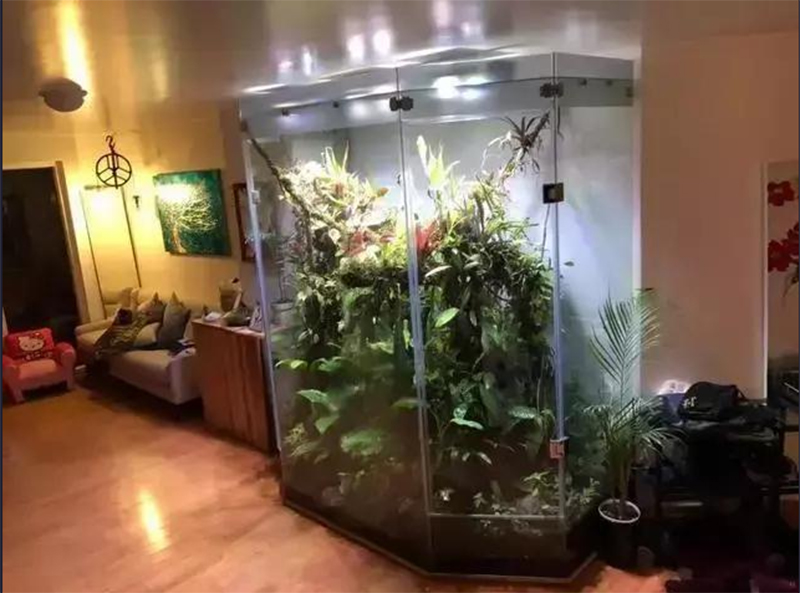 生态热带雨林缸定制