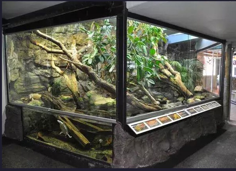 生态热带雨林缸定制