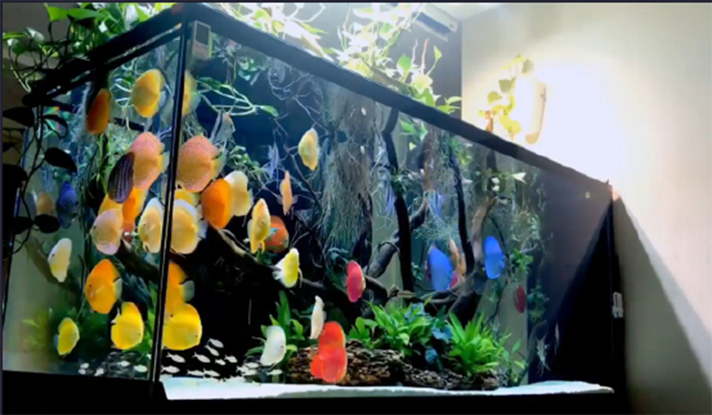 生态热带雨林缸定制