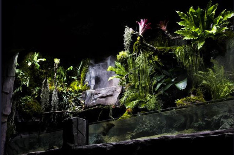 生态热带雨林缸定制