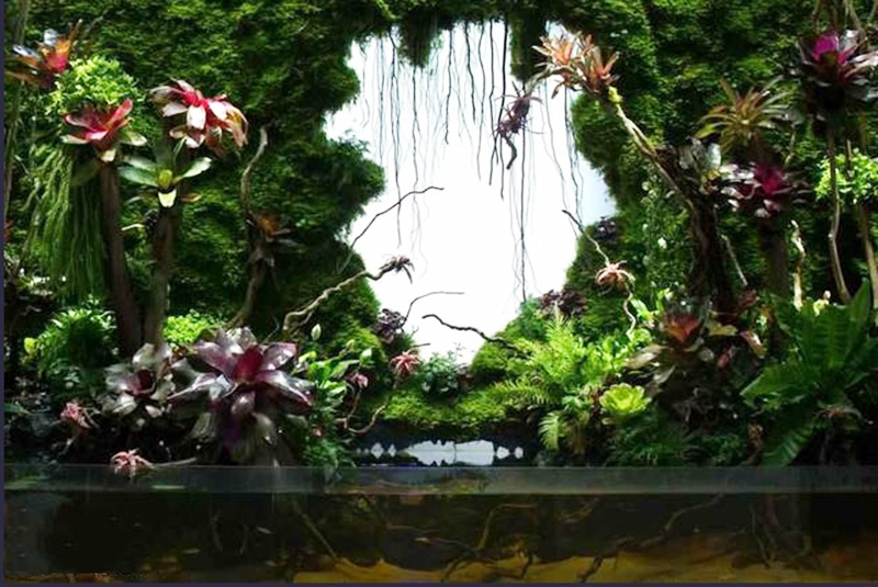 生态热带雨林缸