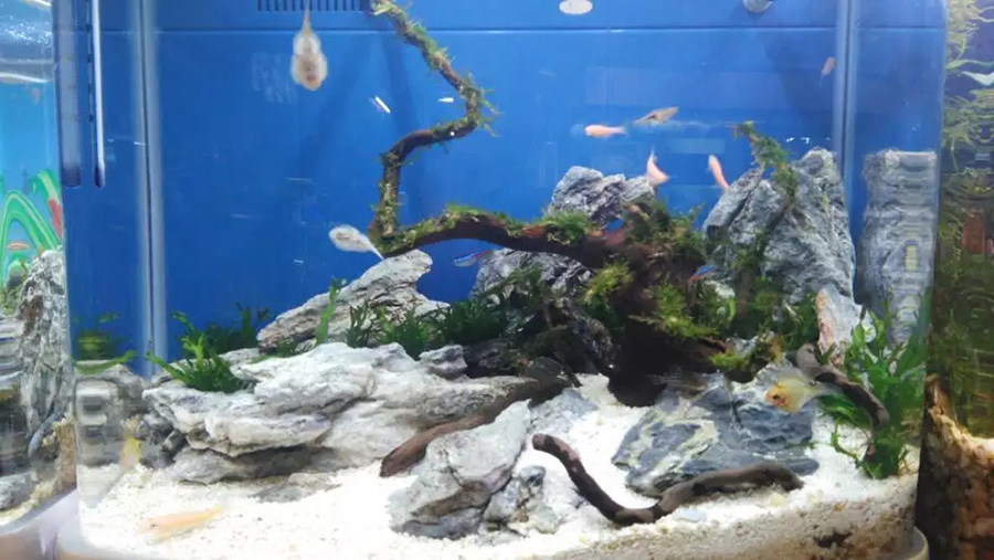 家庭淡水鱼缸造景——龙威水族
