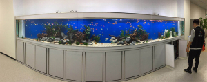 大型弧度淡水鱼缸定制案例——龙威水族